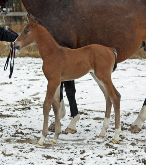 foal_1w_a.jpg